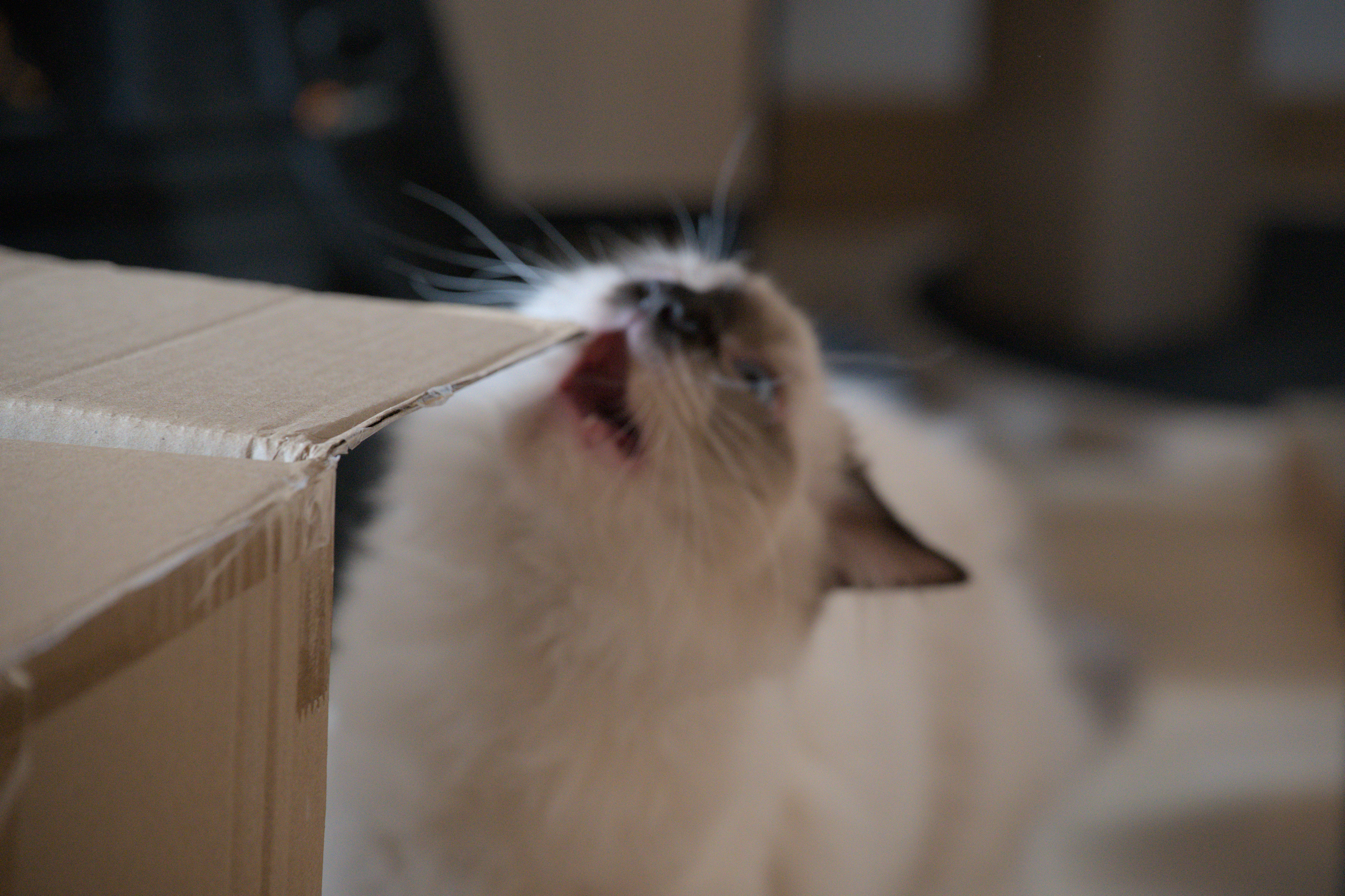 2025/10/12 - cats/DSC_0037.jpg